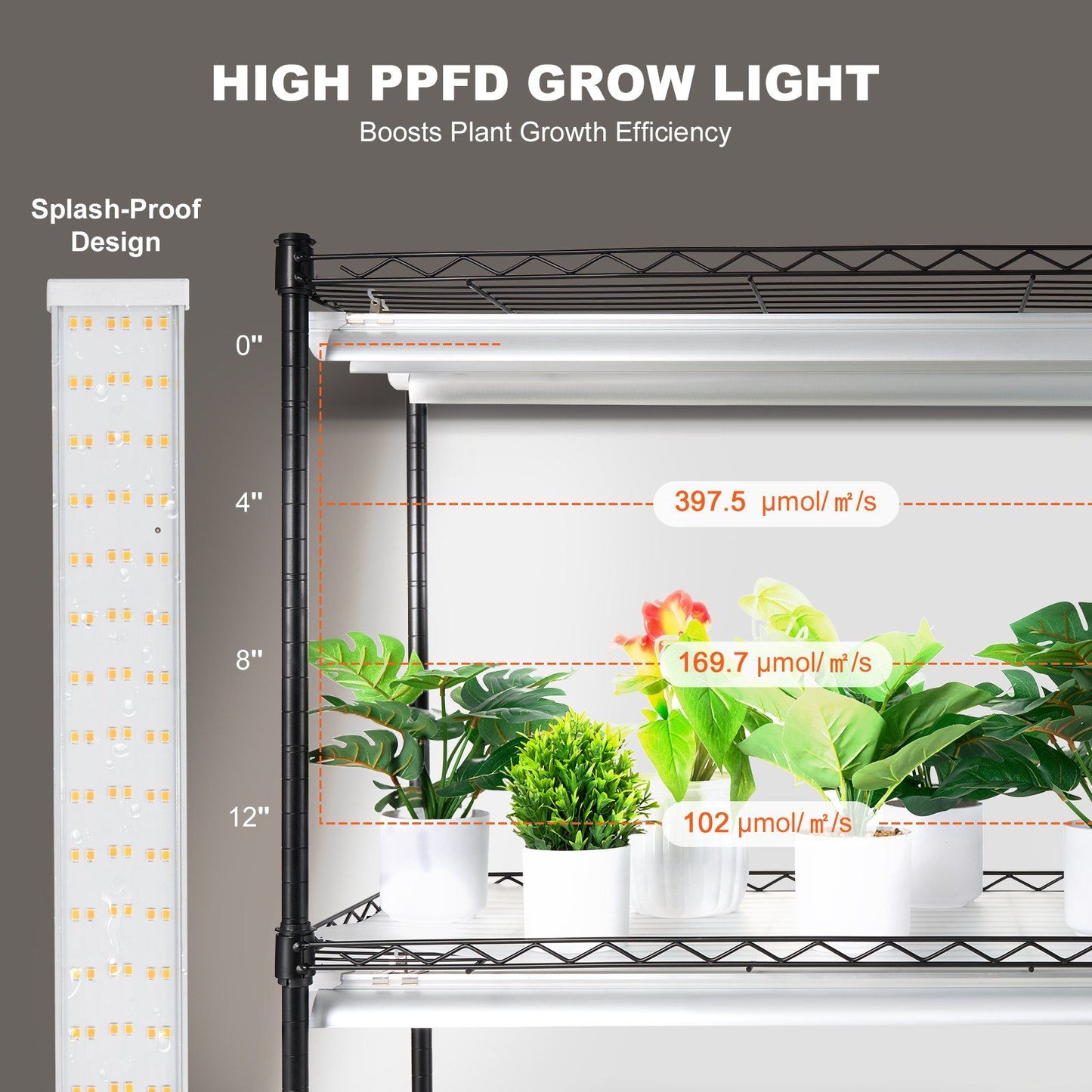 431260081